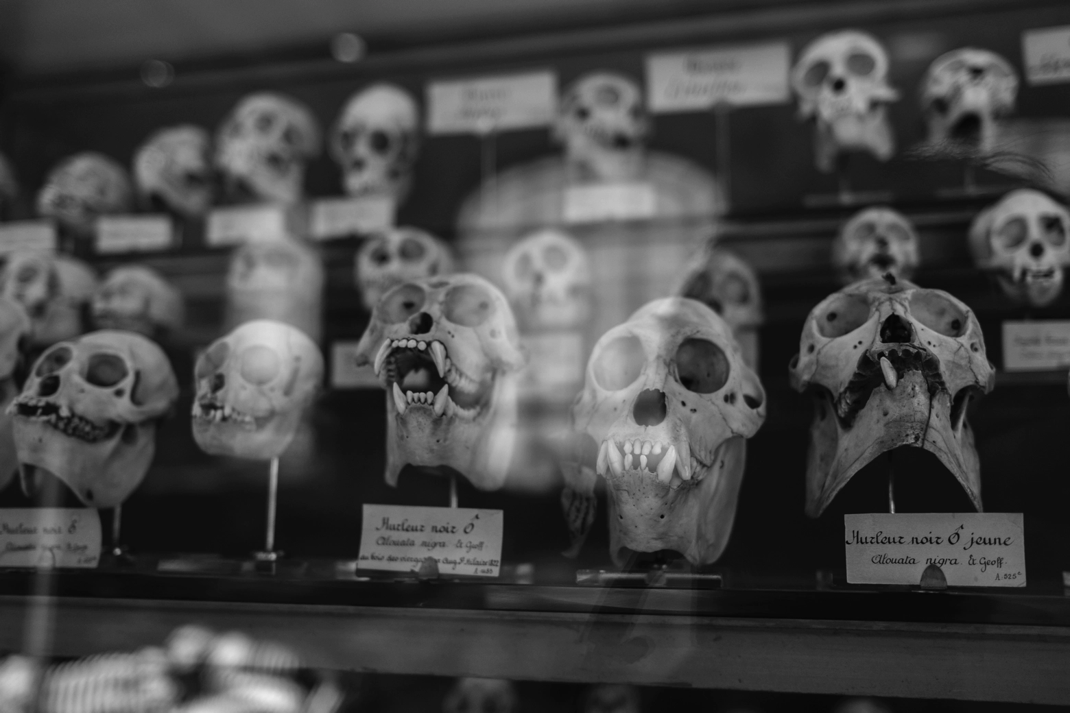 Human, monkey, chimpanzee, and ape skulls in a row with small placards written in French nearby.
