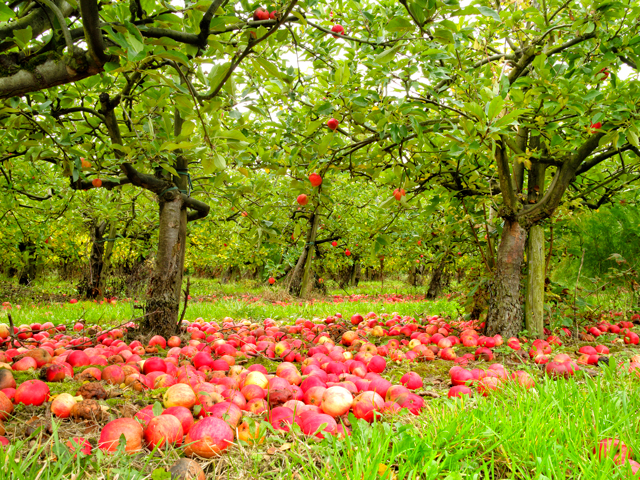 A bunch of scrumping apples on the ground in an orchard