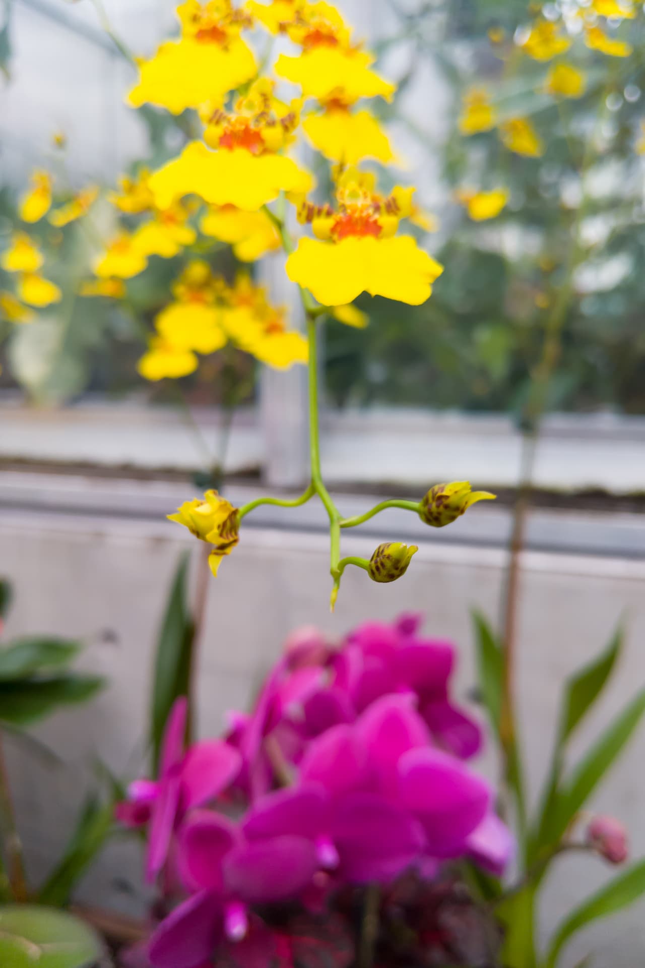 Three yellow and purple orchid flower buds at the end of a stem, about to bloom.