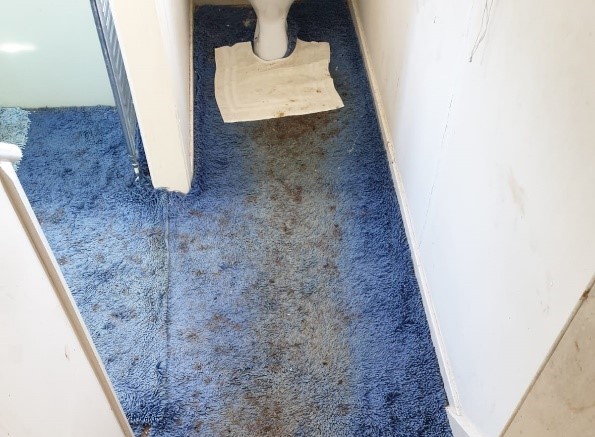 Human waste removal from carpet