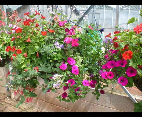 England Hanging Baskets 25