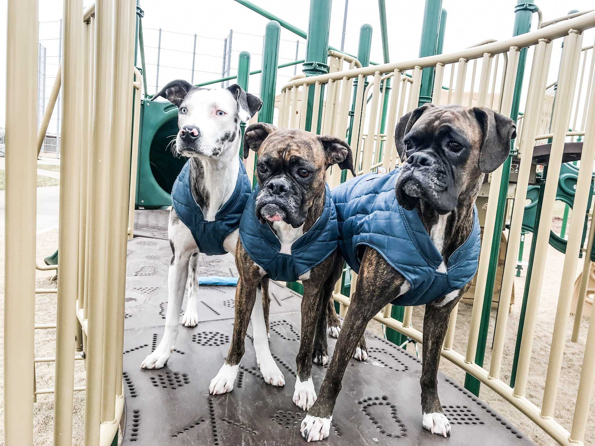 Trail Tested: 5 Dogs Who Love the Kurgo Loft Jacket