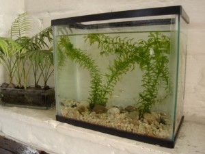 fish-tank-guppies