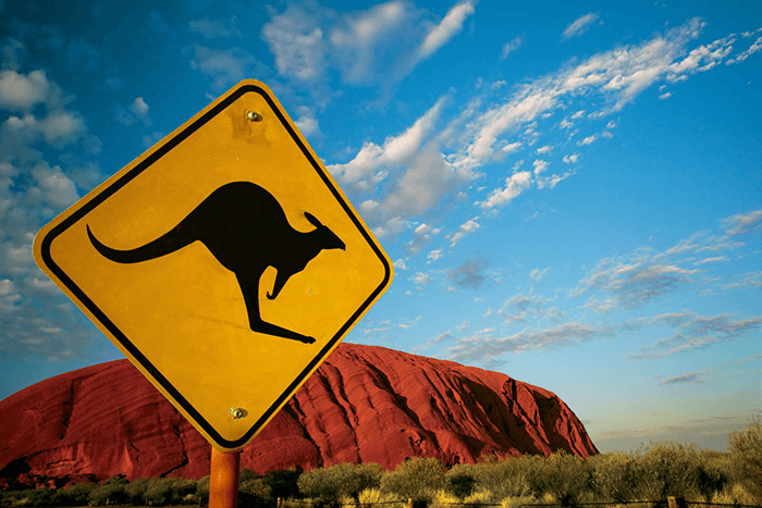 kangaroo-australia