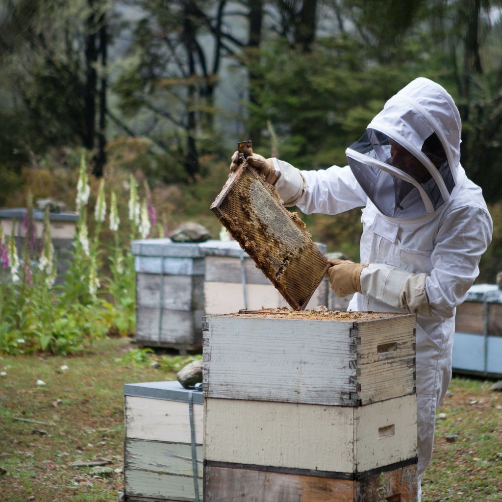 A beekeeper tends to a honeybee apiary
