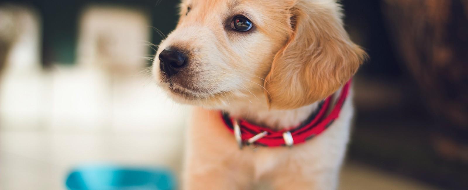 New Puppy Checklist: Battle-tested Items You Need For The Early Stages