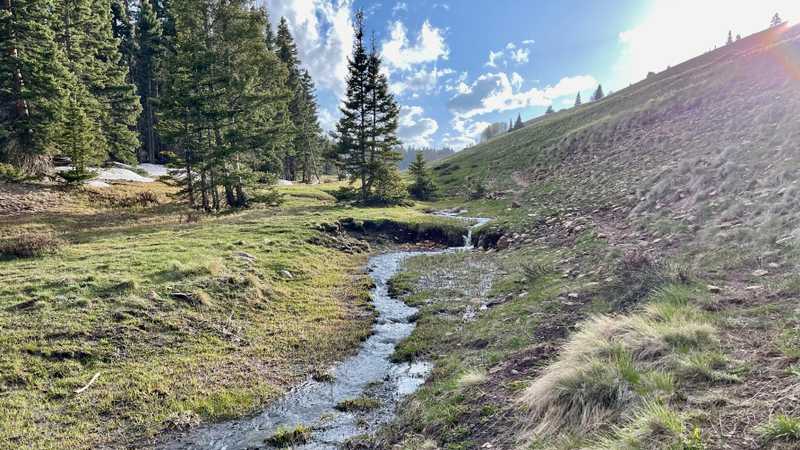 A small stream that feeds Lagunitas Creek