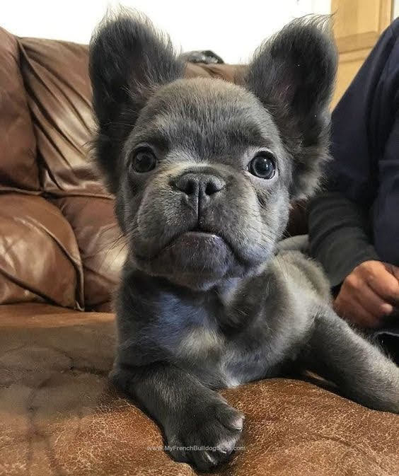 what-is-a-fluffy-frenchie-ethical-frenchie