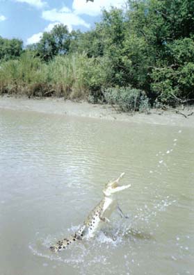 Kakadu croc 2