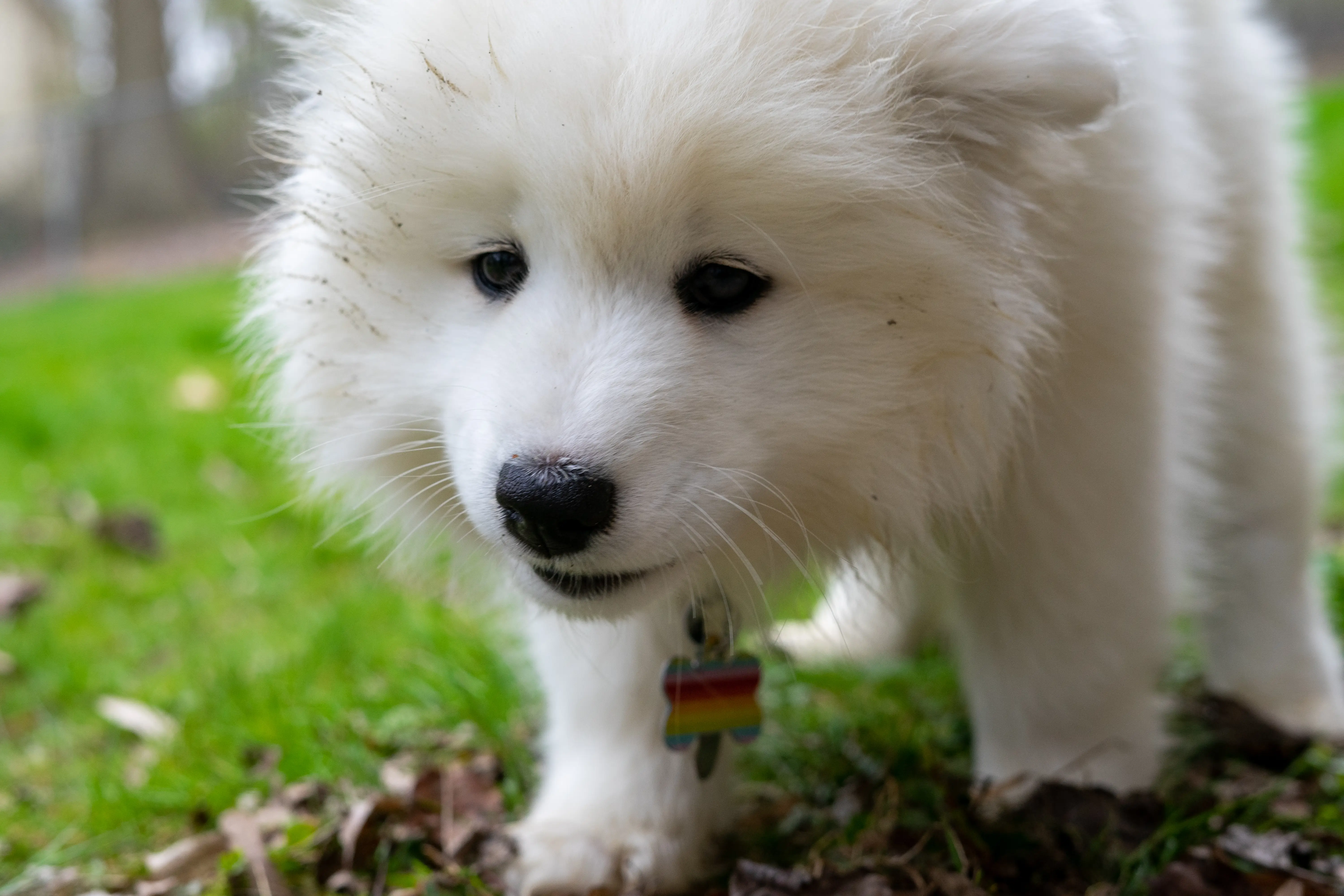 Samoyed puppy looking like a stuffed polar bear with a few specks of mud around her face. 