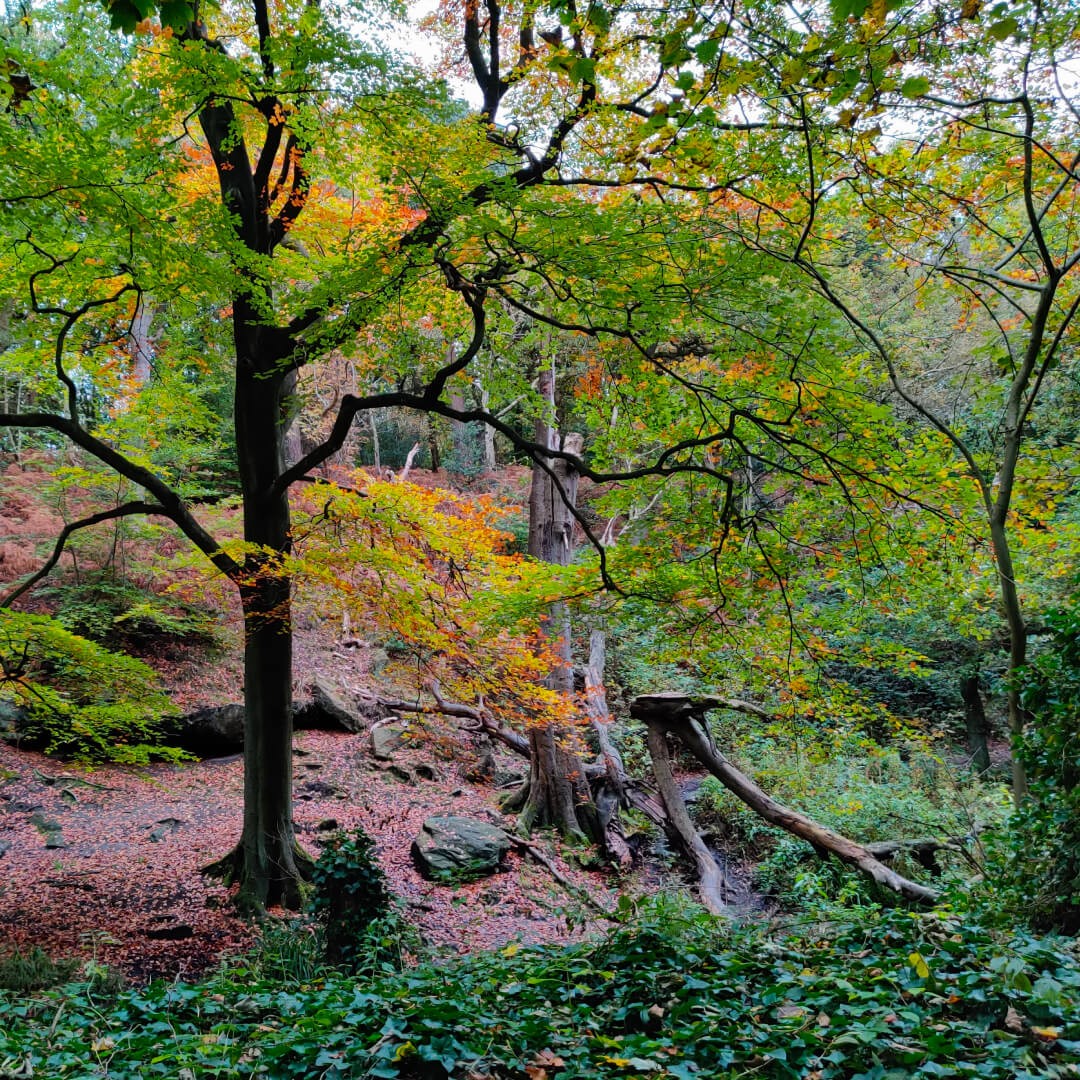 Meanwood Valley Local Nature Reserve hill in Adel Woods