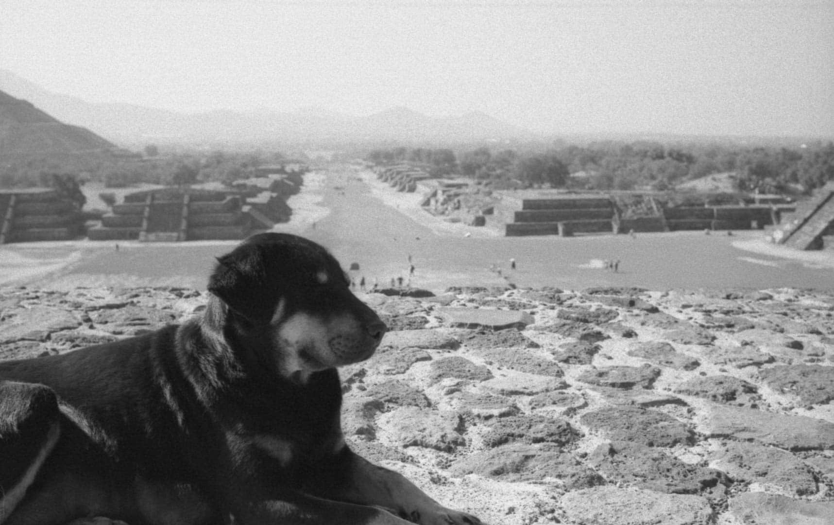 A dog sitting atop a pyrimid at Teotihuacan