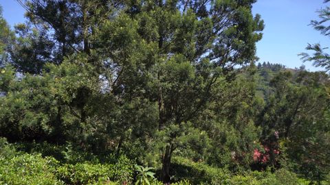 Greenery everywhere