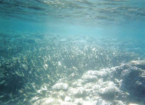 Coral Bay snorkelling 6