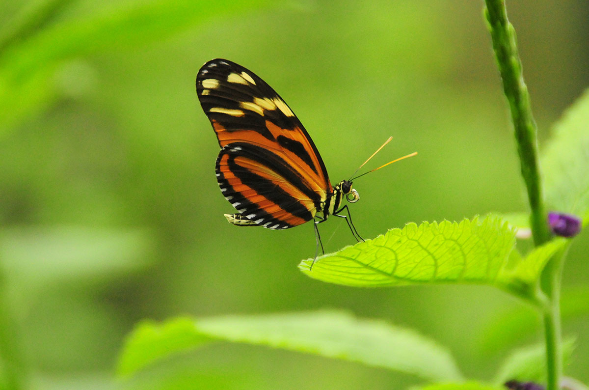 A black, orange, and yellow tiger longwing butterfly sits on a leaf