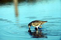 Redshank wading for food