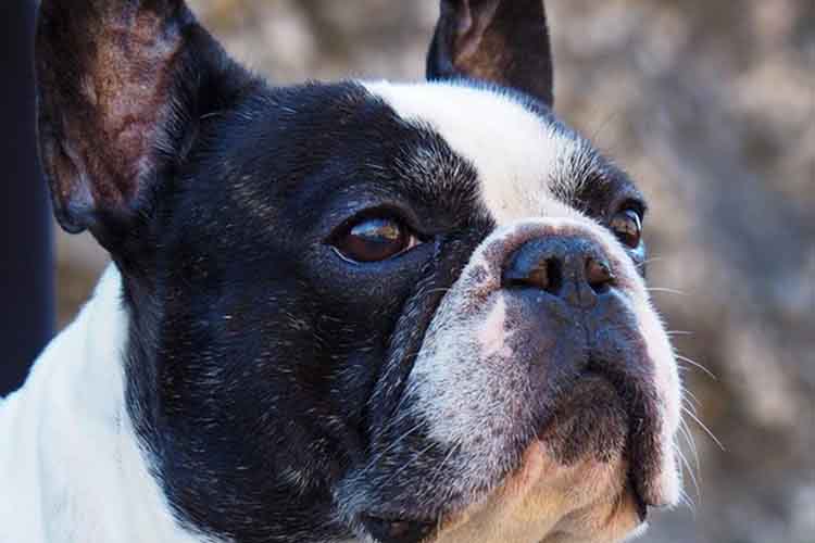 French Bulldog Health Risks – Welfare Problems Behind the Cute Face ...