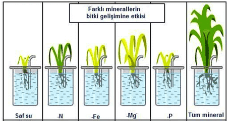 Bitkilerde Beslenme