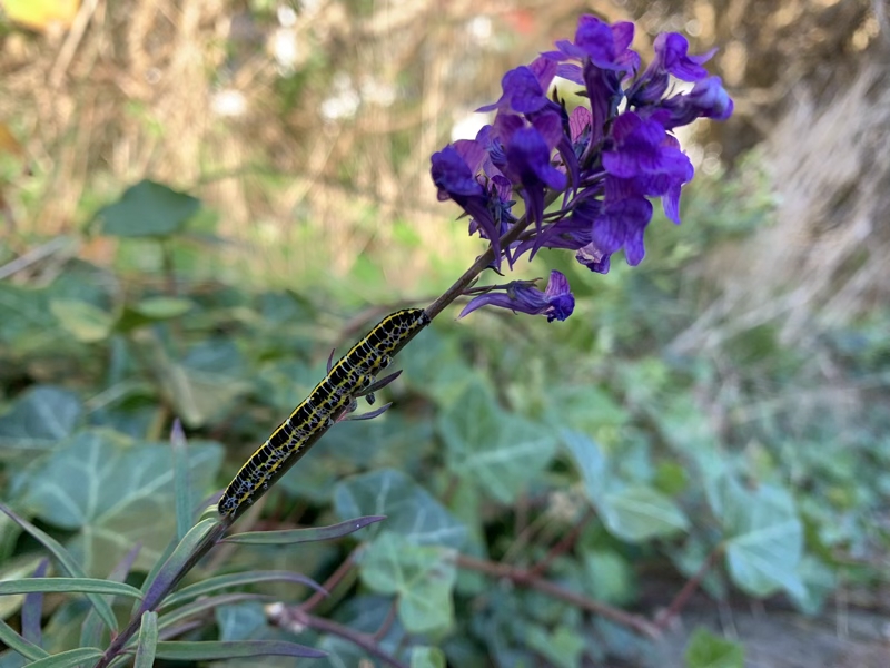 A yellow and black caterpillar perched behind some purple flowers.