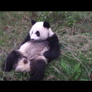 China Pandas 29