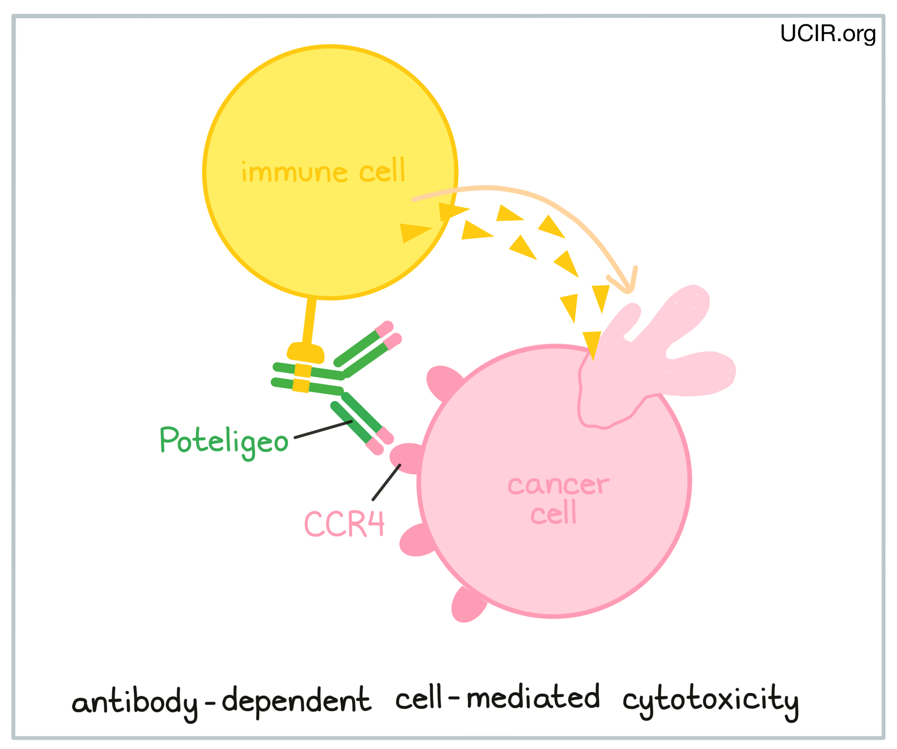 Illustration showing how Poteligeo works Illustration showing how Poteligeo works