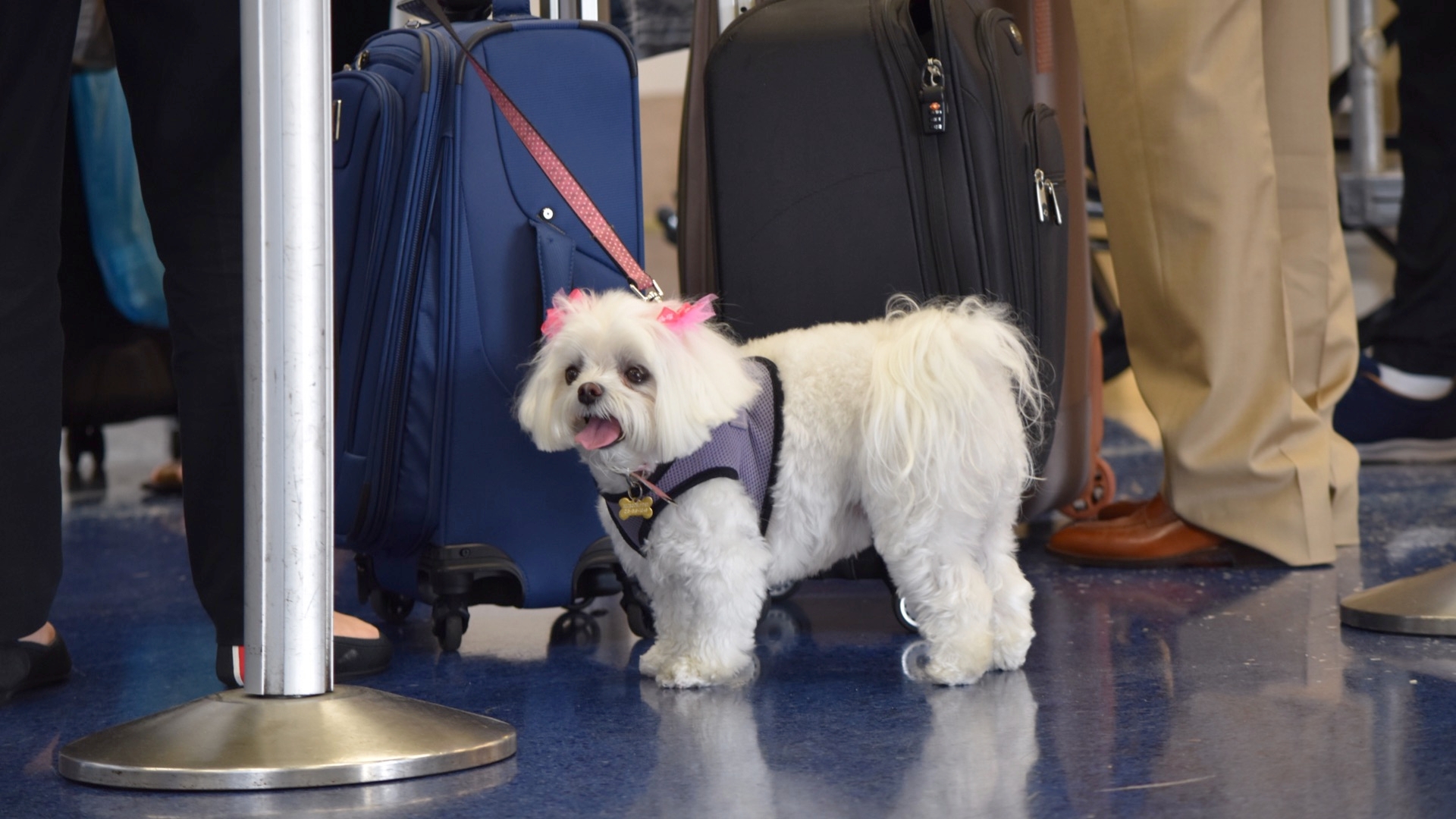 Eleven (11) Things You Can Do To Make Travel Safer For You And Your Pet