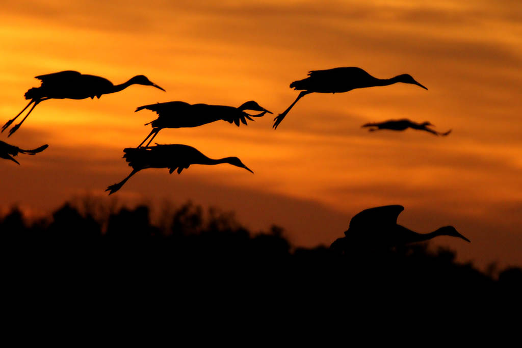 Sandhill Cranes in flight at sunset