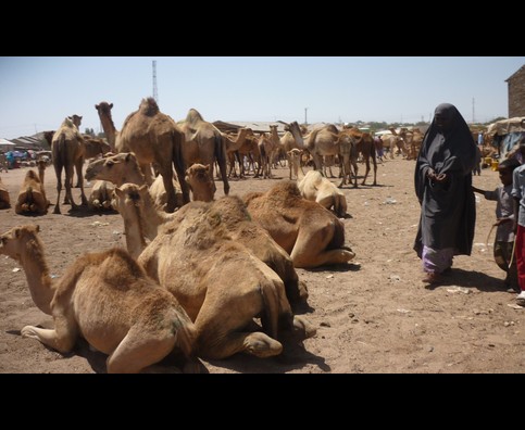 Somalia Camel Market 8