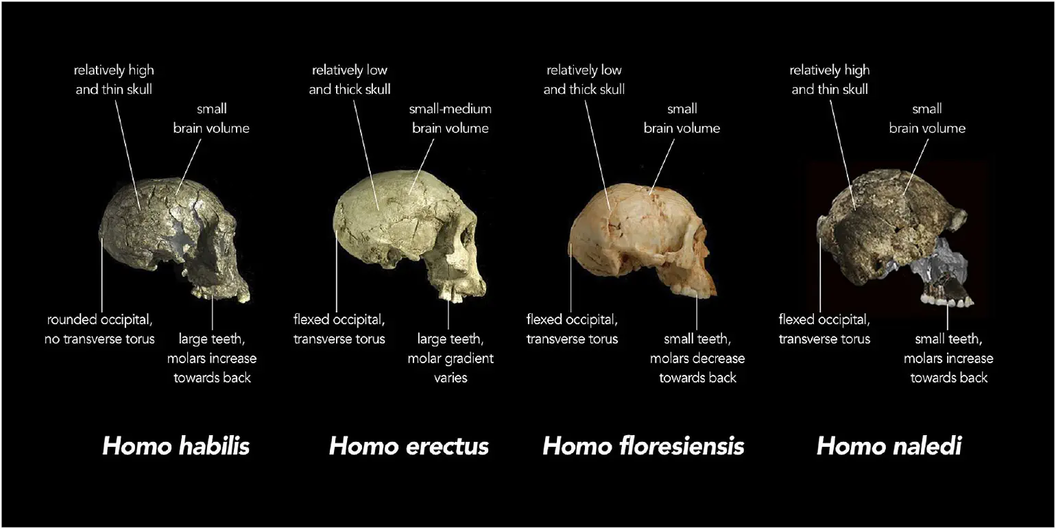 images 4 primitive skulls