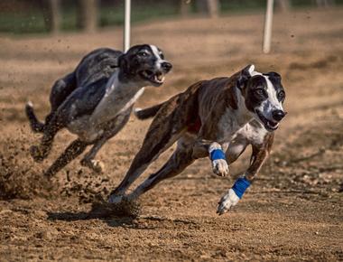 How Fast Can Dogs Run?