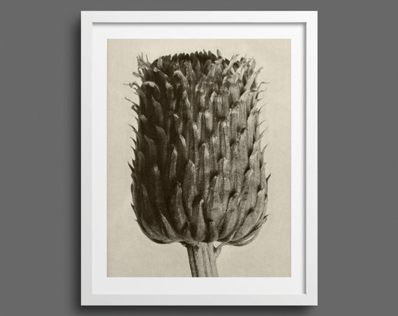 Thistle - Plate 84 