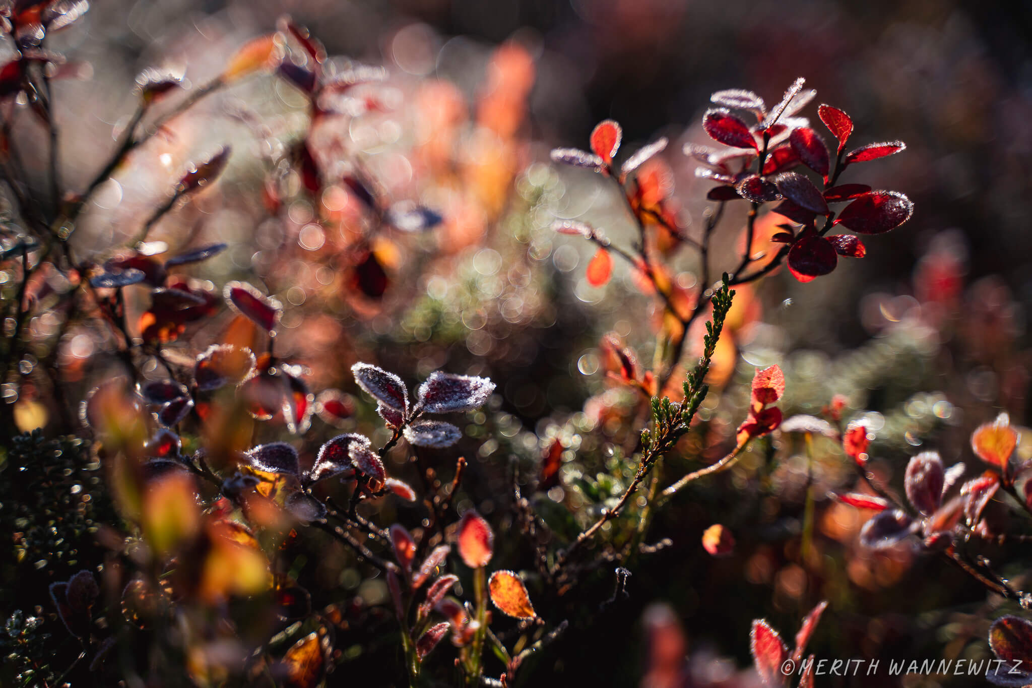 Small plants with red leaves covered in morning frost.