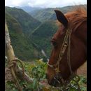 Colombia Sanagustin Horses 13