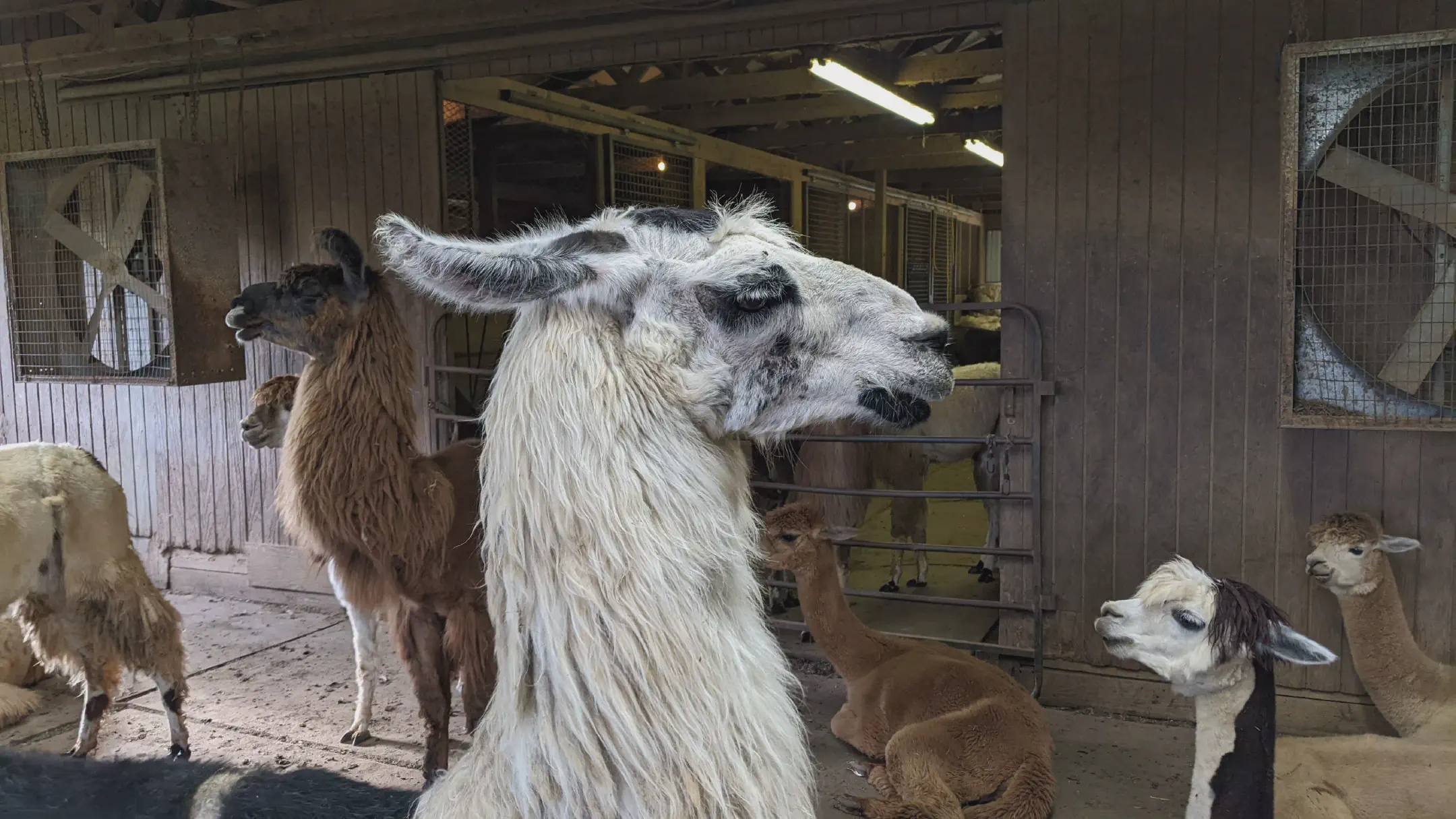 An image of a llama named Mooch Ado