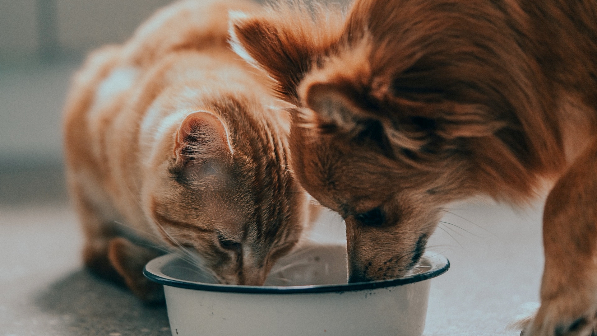 Cats, Dogs, And Human Food, How Can Our Food Harm Our Pets?