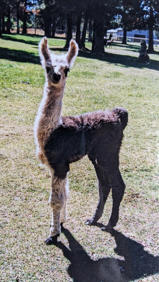 An image of a llama named Source