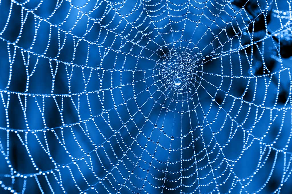 Dew drops on a spiderweb