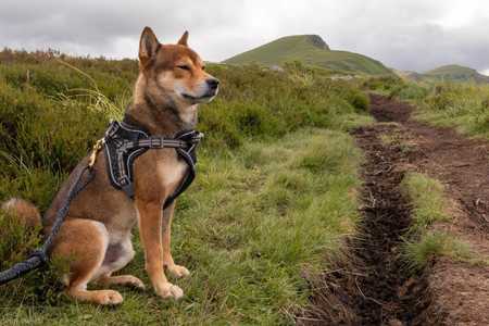 Shiba Inu Training: The Ultimate Guide - Featured image
