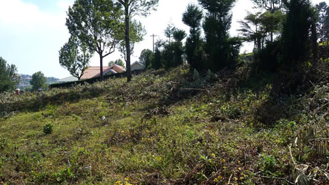 Plot 94 Serenitea - View of plot