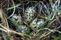 A nest of four Dunlin eggs