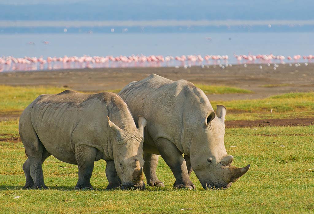 A pair of African Rhinoceros