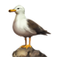 Seagull Charm