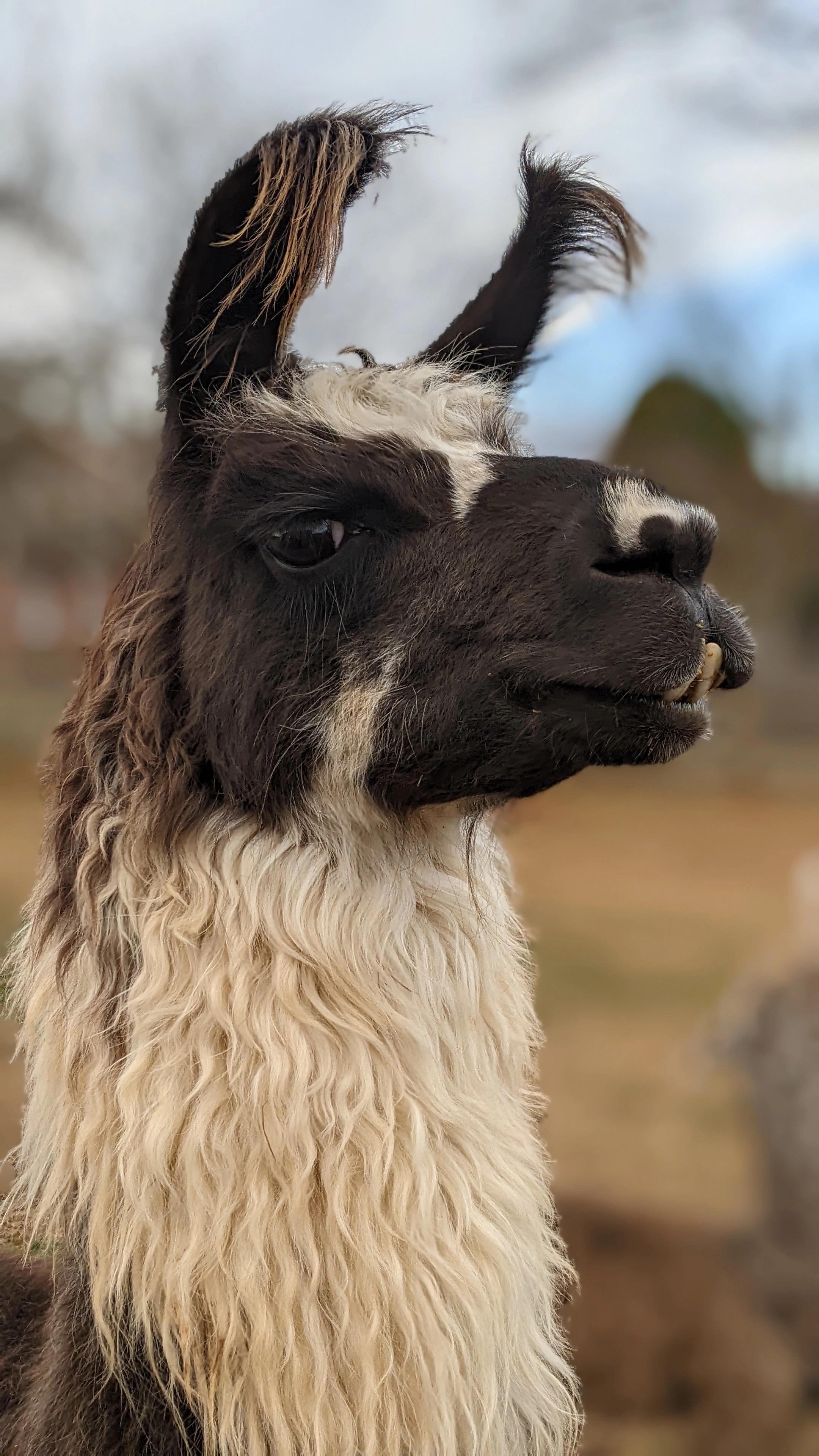 A portrait image of a llama named Cricket