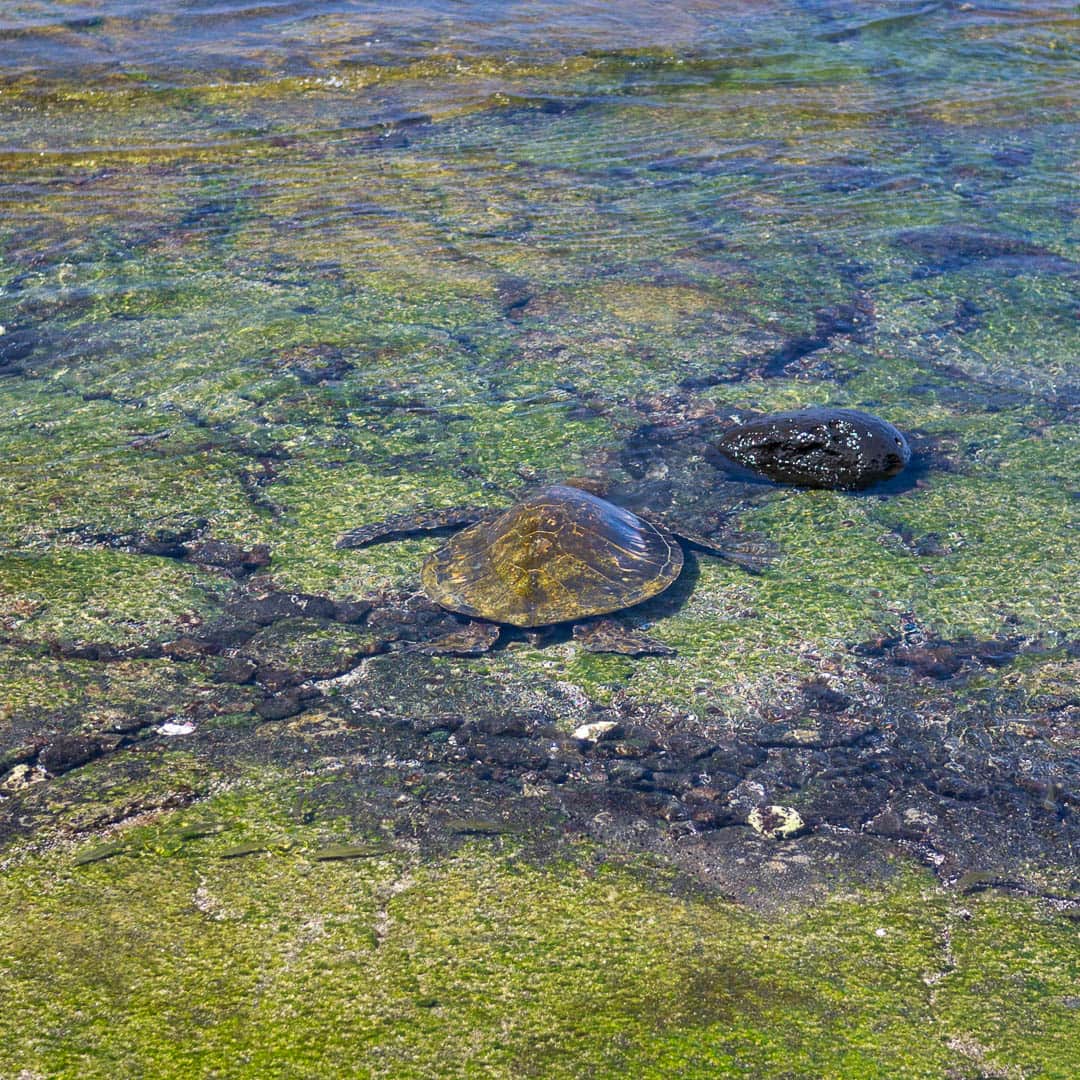 A sea turtle wading in the water