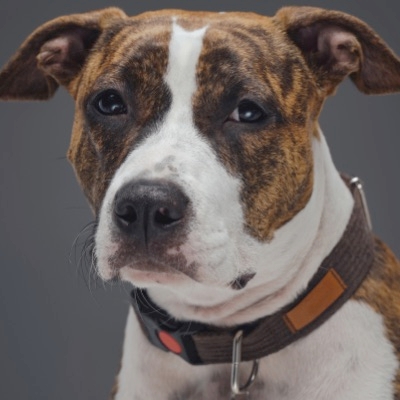 Dog Collars Which Type Of Dog Collar Is Best For Your Dog?