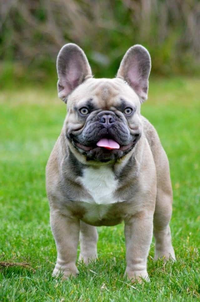 Cheap French Bulldog Puppies Under 500 Ethical Kennel