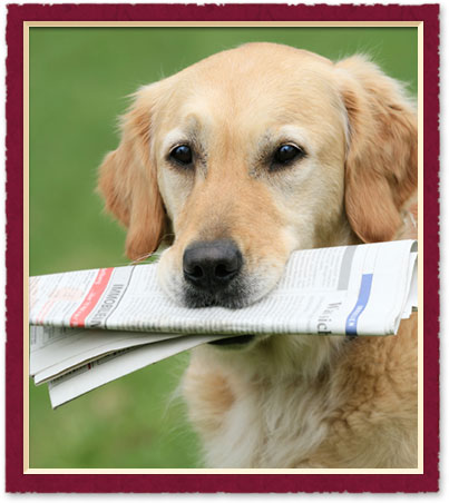 Newsletters