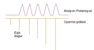 Kas Sistemi Bikifi