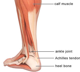 "Plantar