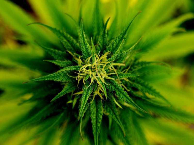 Cannabis Plant Flowers